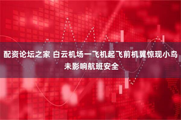 配资论坛之家 白云机场一飞机起飞前机翼惊现小鸟 未影响航班安全